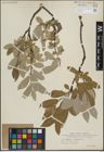 Foto von Salix glauca L.